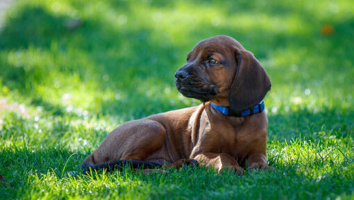 Chien rouge de Bavi re information sur la race Purina